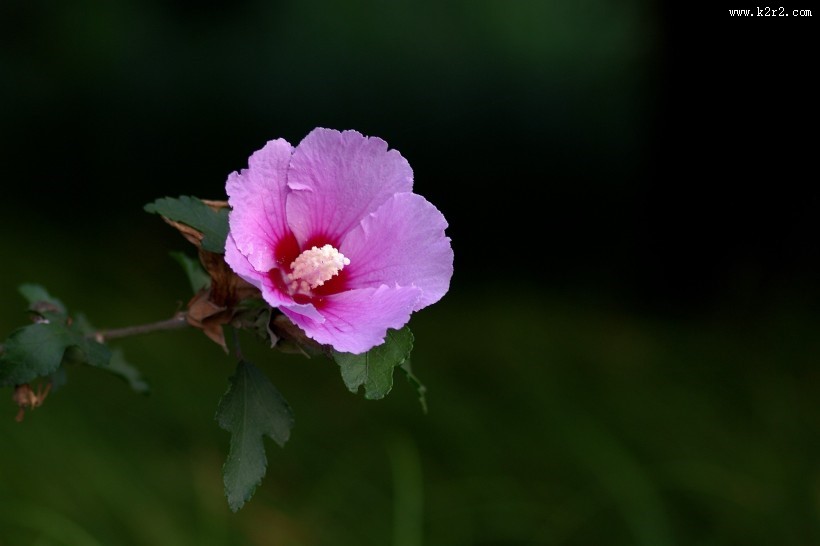秋天的木槿花图片大全