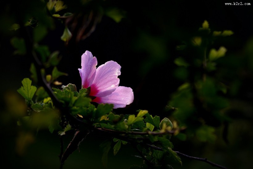 秋天的木槿花图片大全