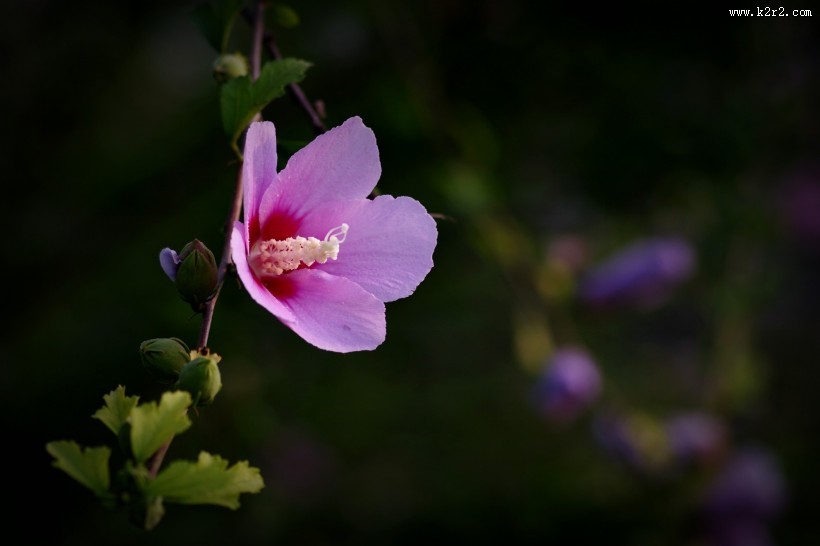 秋天的木槿花图片大全
