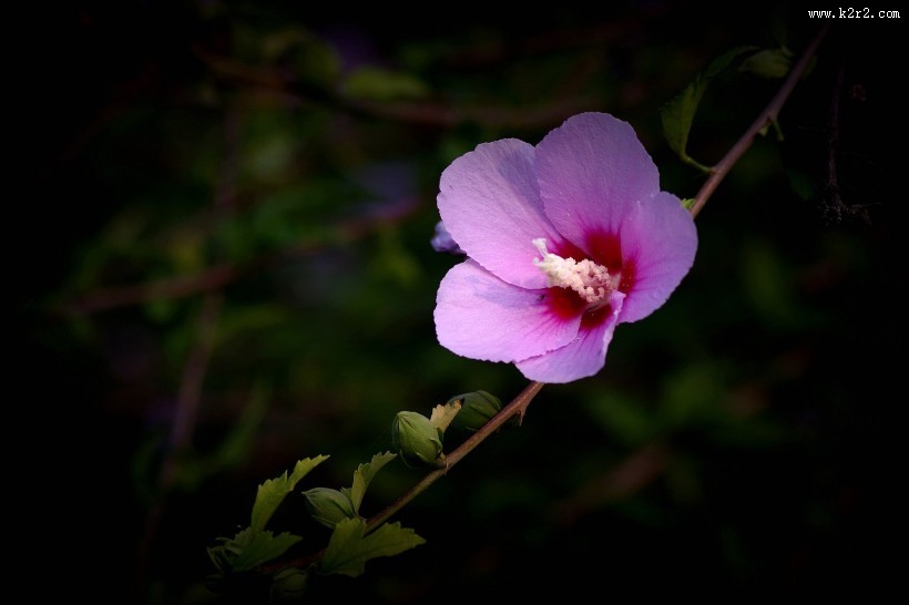秋天的木槿花图片大全