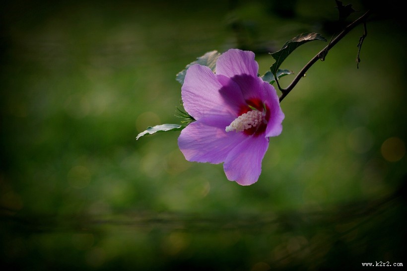 秋天的木槿花图片大全