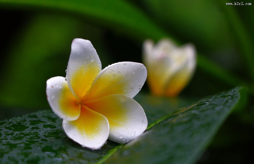 鸡蛋花图片大全
