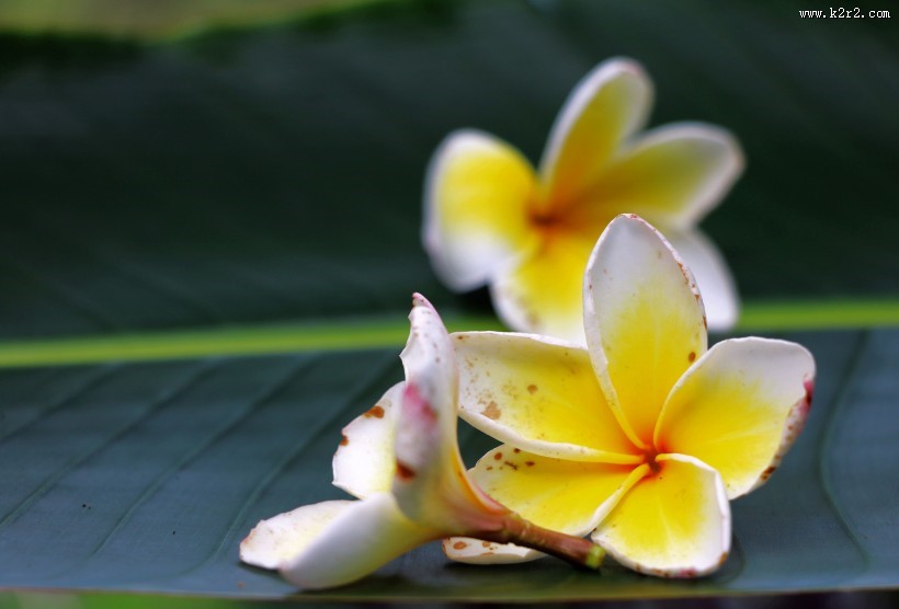 鸡蛋花图片大全