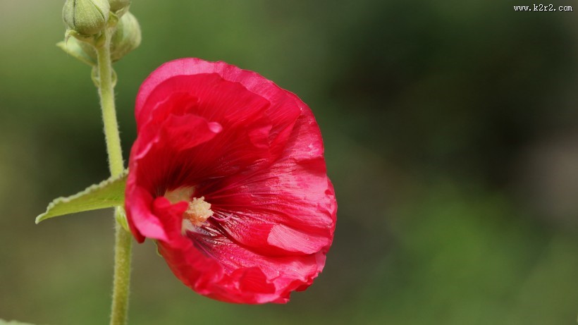 红蜀葵图片大全