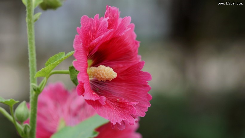 红蜀葵图片大全