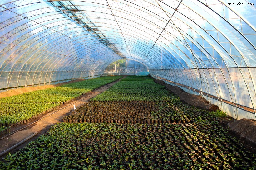 绿色蔬菜大棚图片