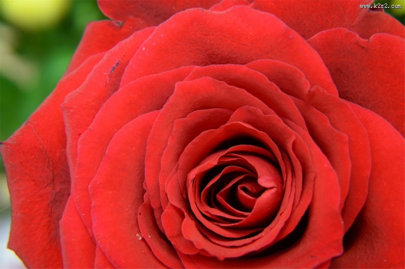 艳丽的玫瑰图片