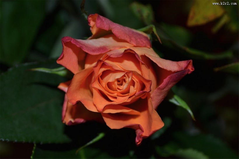 艳丽的玫瑰图片