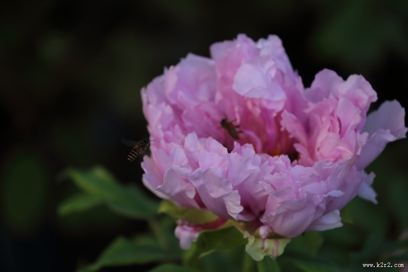 大气华美的牡丹花图片大全