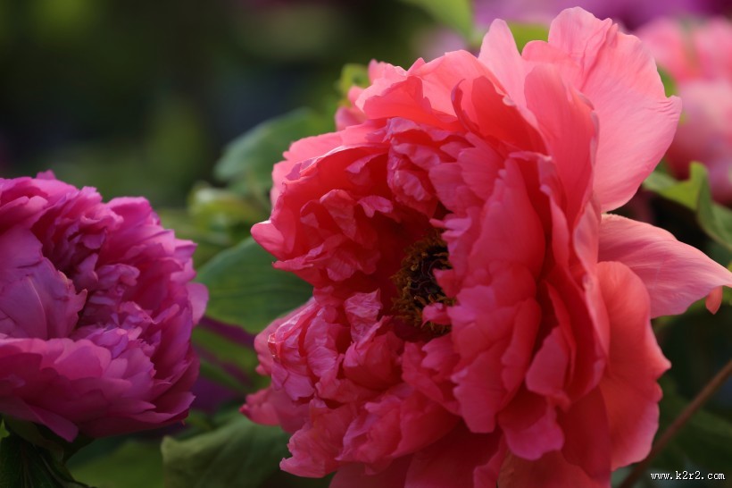 大气华美的牡丹花图片大全