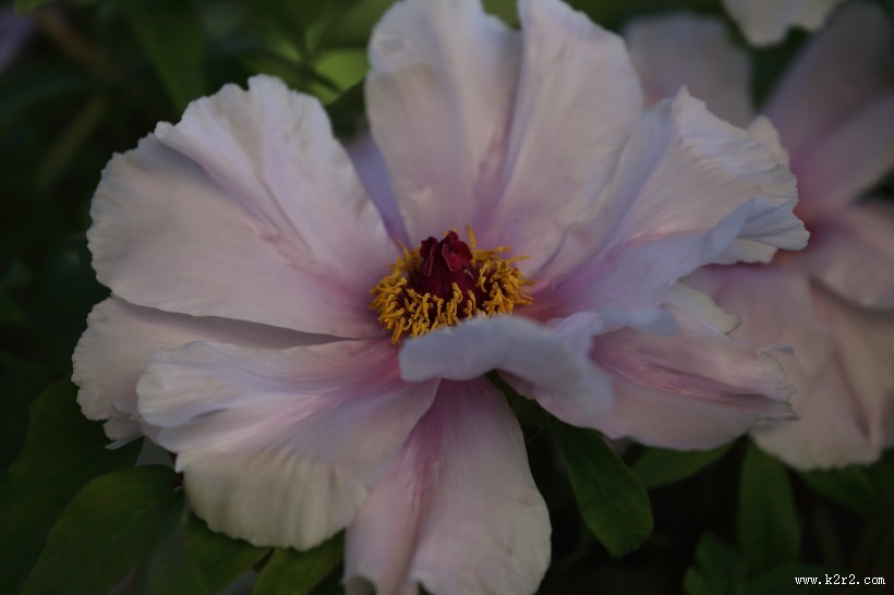 大气华美的牡丹花图片大全