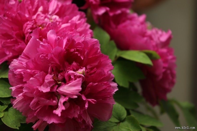 大气华美的牡丹花图片大全