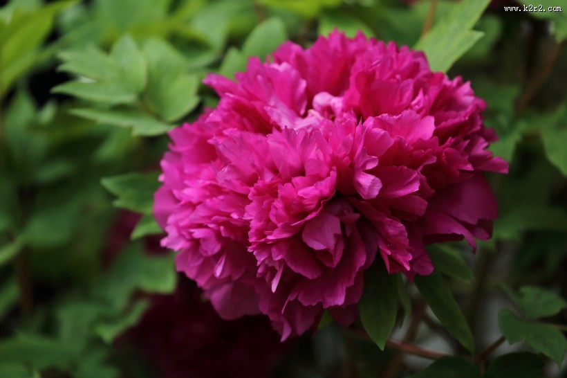 大气华美的牡丹花图片大全