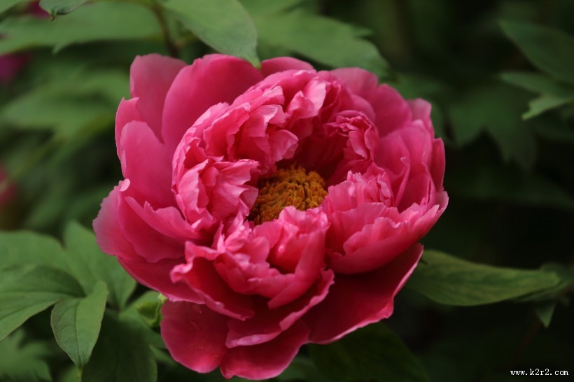 大气华美的牡丹花图片大全