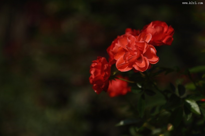 各种颜色的月季花图片