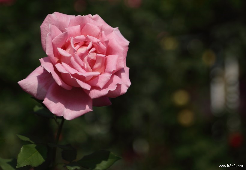 各种颜色的月季花图片