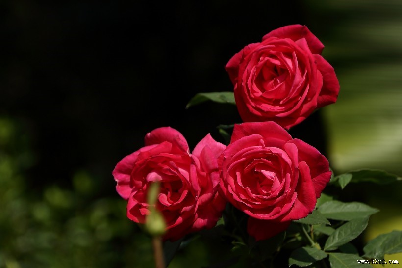 各种颜色的月季花图片