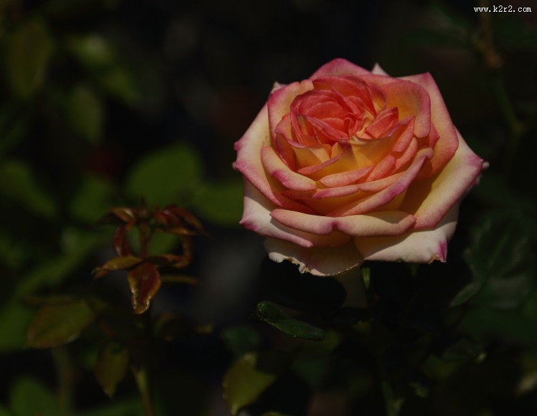 各种颜色的月季花图片