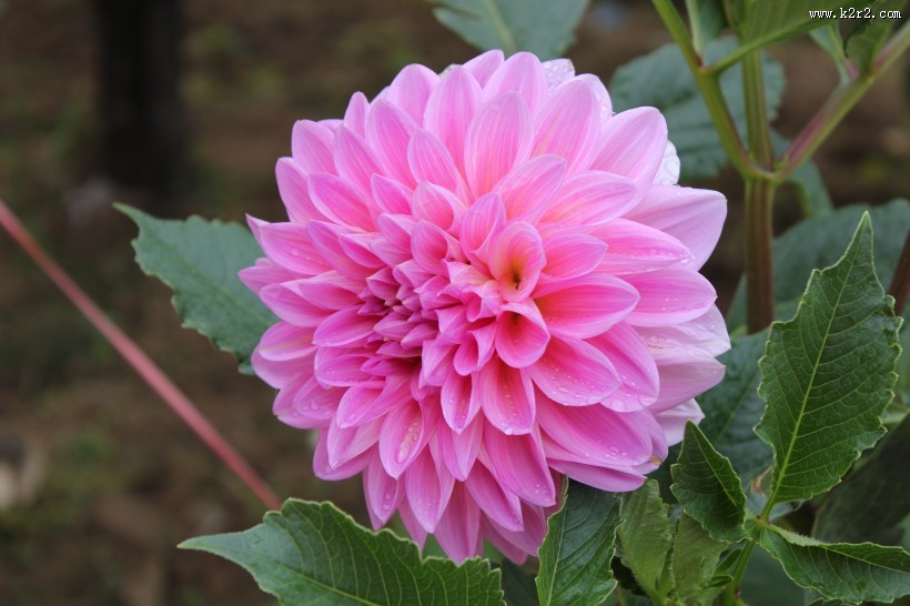 粉色和紫色大丽花图片