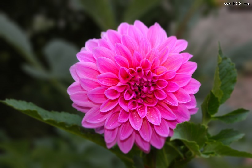 粉色和紫色大丽花图片