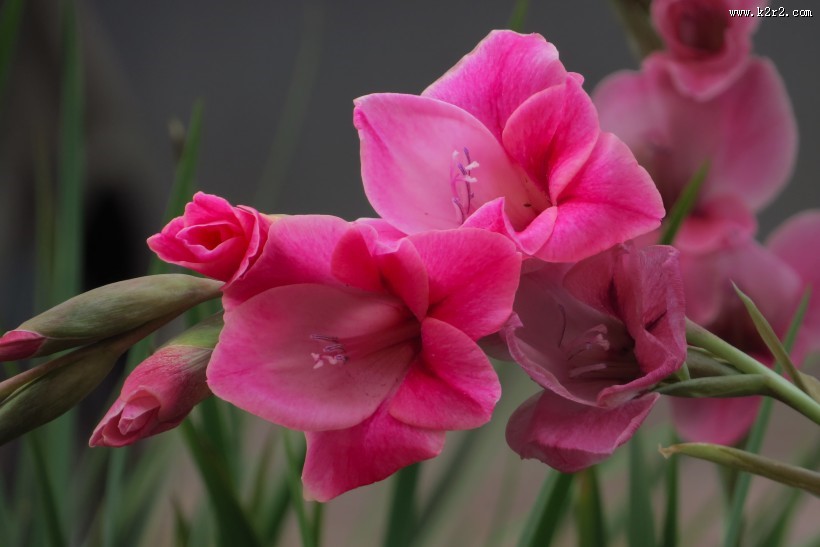 红色唐菖蒲图片大全