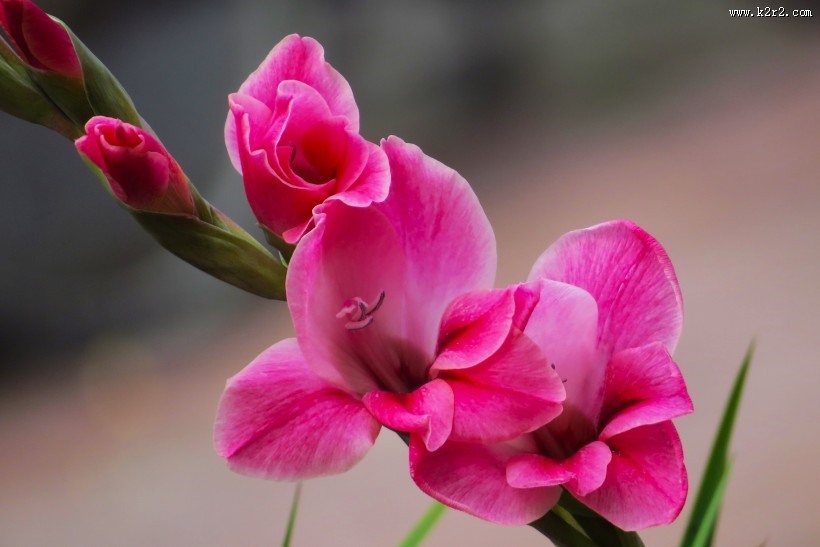 红色唐菖蒲图片大全