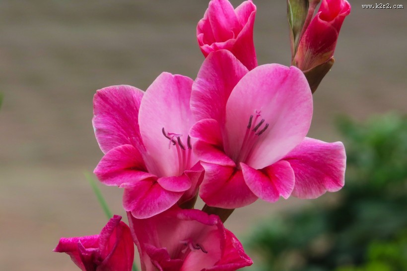 红色唐菖蒲图片大全