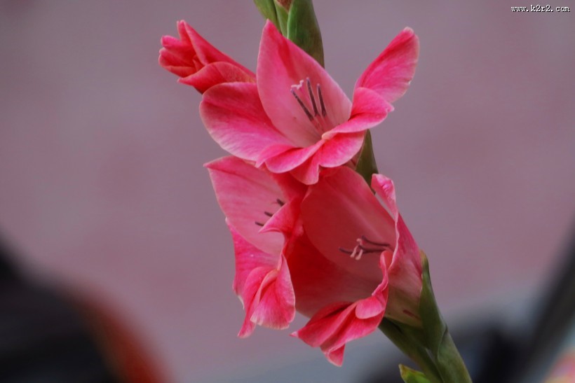 红色唐菖蒲图片大全