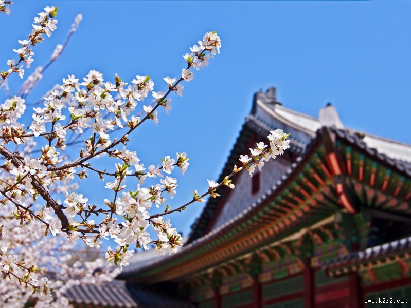 唯美的樱花景色图片