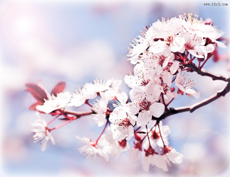 唯美的樱花景色图片