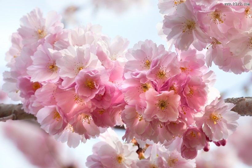 唯美的樱花景色图片