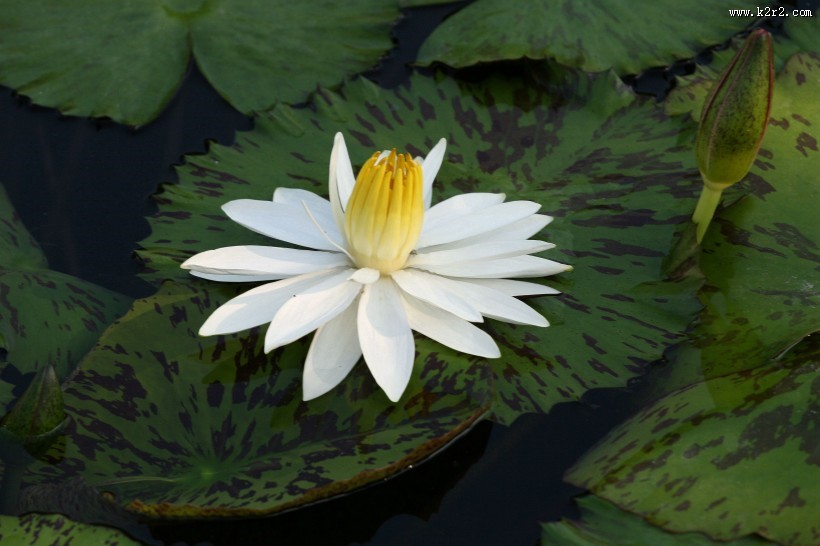 埃及白睡莲图片