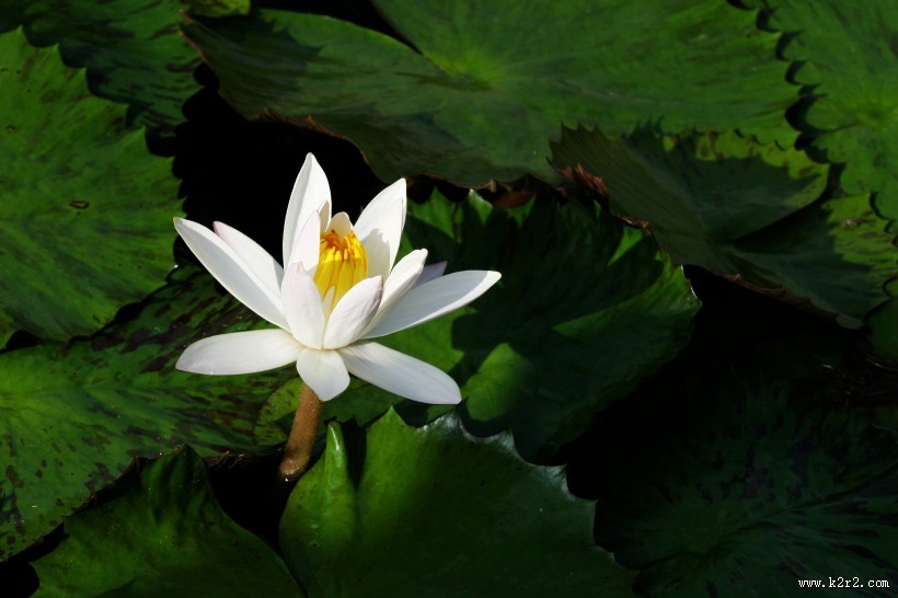 埃及白睡莲图片