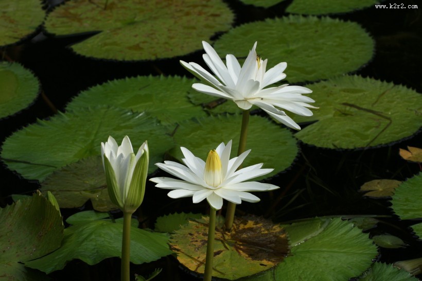 埃及白睡莲图片