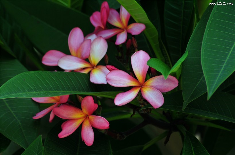 粉色鸡蛋花图片大全