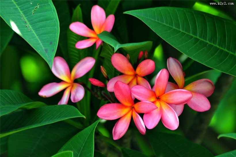 粉色鸡蛋花图片大全