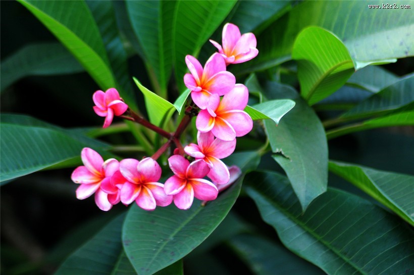 粉色鸡蛋花图片大全