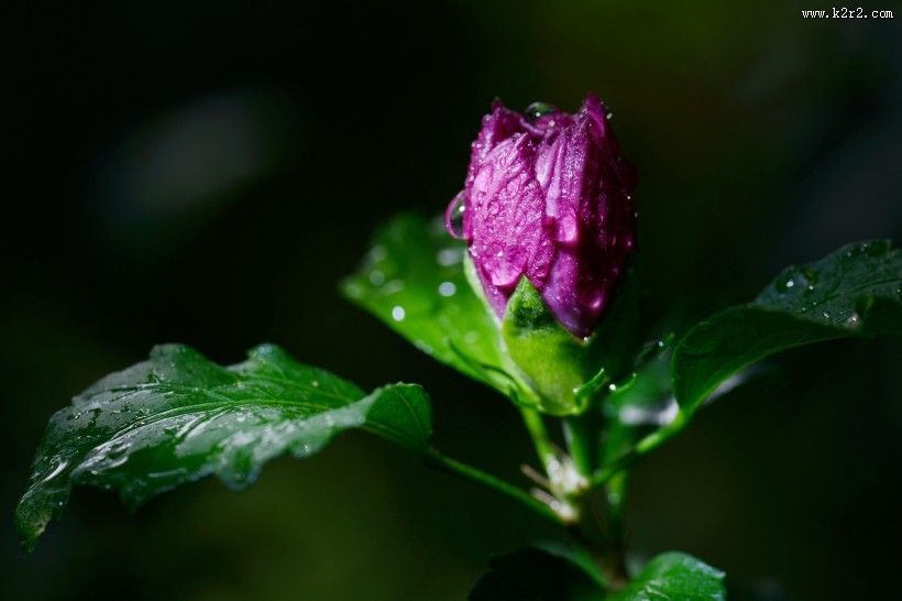 紫色花朵微距图片大全
