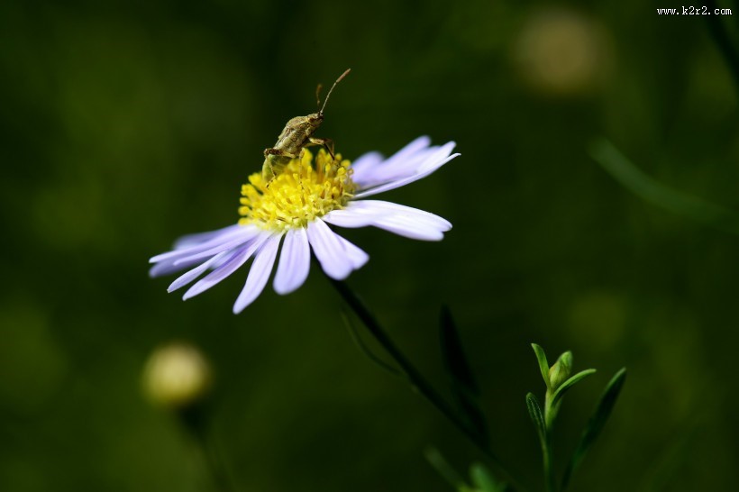 紫色花朵微距图片大全