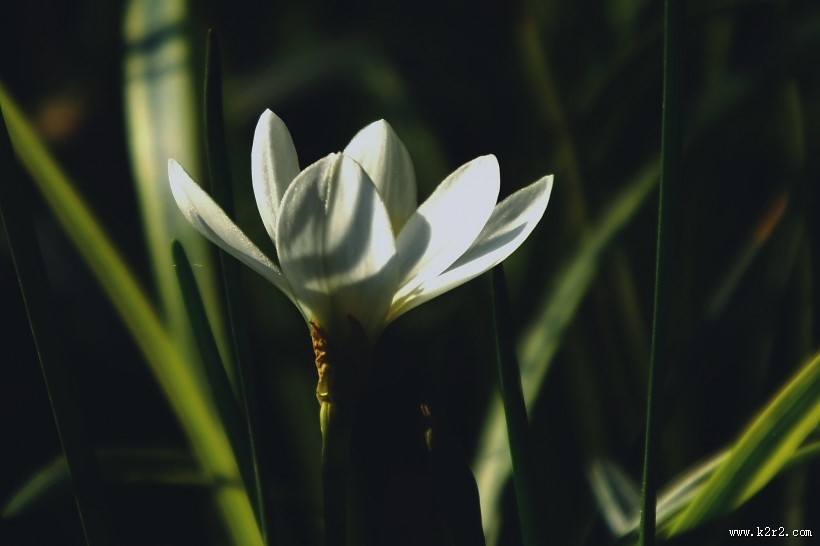白色葱兰图片