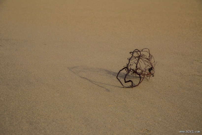 沙滩上死掉的干植物图片