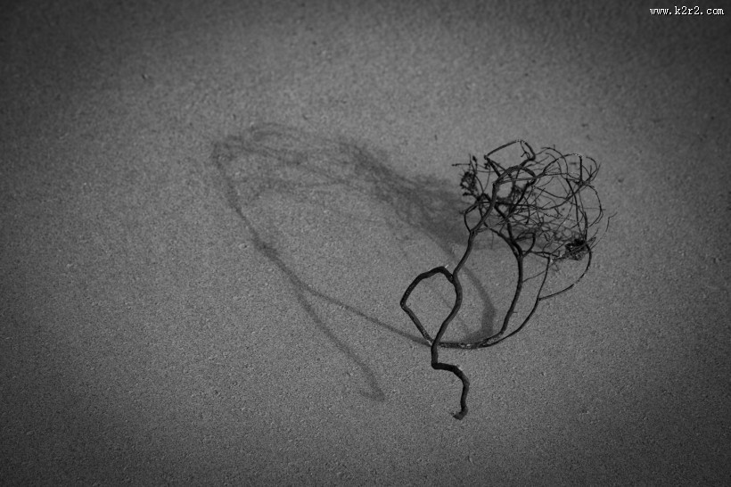 沙滩上死掉的干植物图片