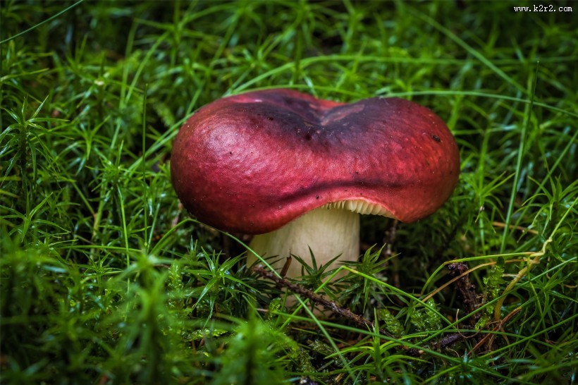 神秘的蘑菇图片