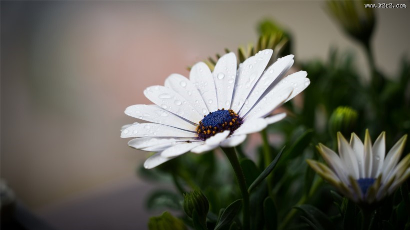 盛开的白色雏菊图片