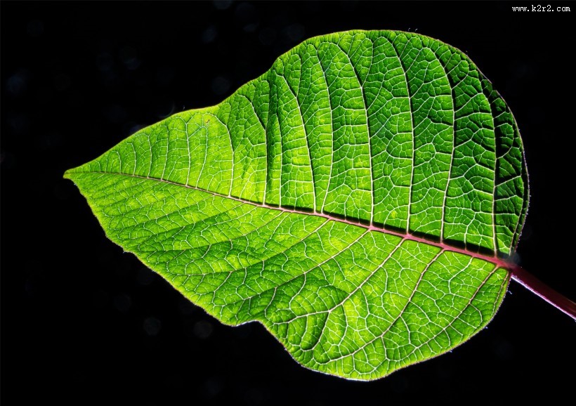 清新的绿叶图片