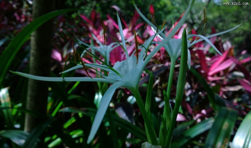 蜘蛛兰图片