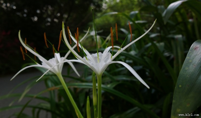 蜘蛛兰图片