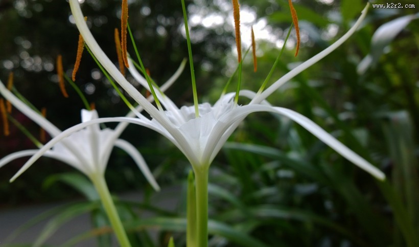 蜘蛛兰图片