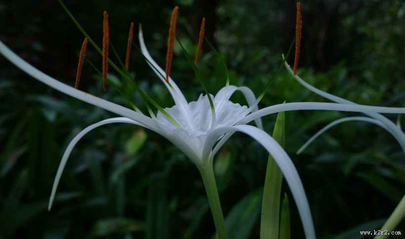 蜘蛛兰图片