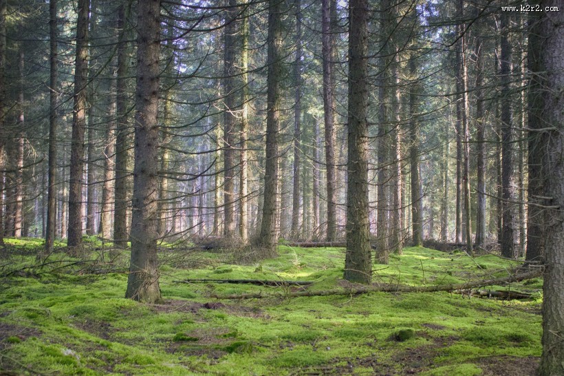 挺拔的松树图片